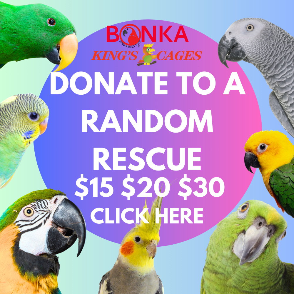 DONATE TO A RANDOM RESCUE